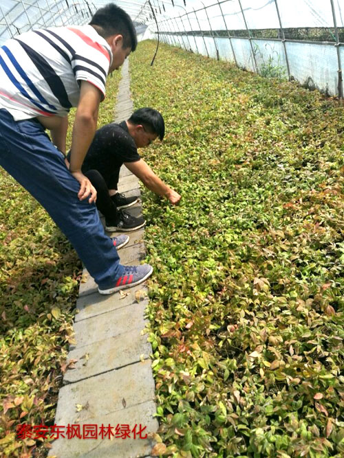 夏日來臨，當(dāng)你吹空調(diào)喊熱的時候，讓我?guī)阋黄鹱哌M(jìn)東楓園林體驗(yàn)一下東楓人高溫下工作不一樣的夏日風(fēng)采