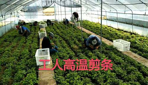 夏日來臨，當(dāng)你吹空調(diào)喊熱的時候，讓我?guī)阋黄鹱哌M(jìn)東楓園林體驗(yàn)一下東楓人高溫下工作不一樣的夏日風(fēng)采