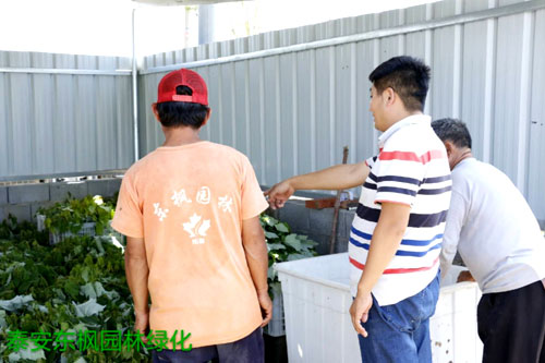 夏日來臨，當(dāng)你吹空調(diào)喊熱的時候，讓我?guī)阋黄鹱哌M(jìn)東楓園林體驗(yàn)一下東楓人高溫下工作不一樣的夏日風(fēng)采