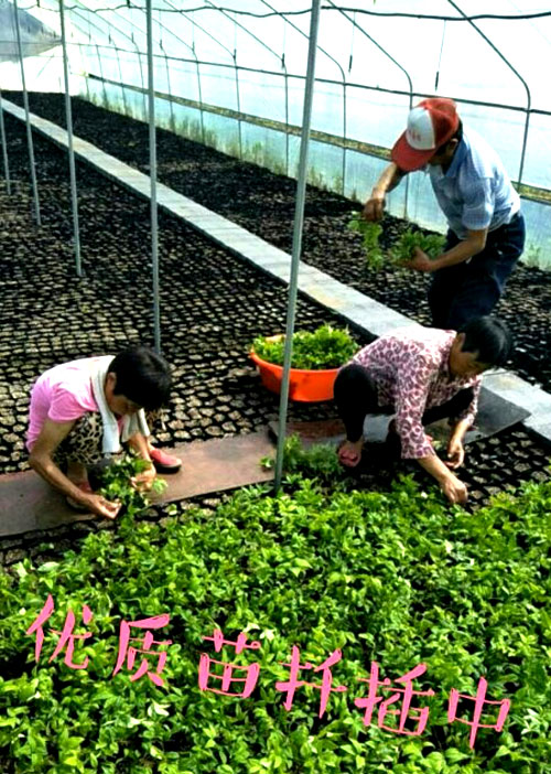 夏日來臨，當(dāng)你吹空調(diào)喊熱的時候，讓我?guī)阋黄鹱哌M(jìn)東楓園林體驗(yàn)一下東楓人高溫下工作不一樣的夏日風(fēng)采