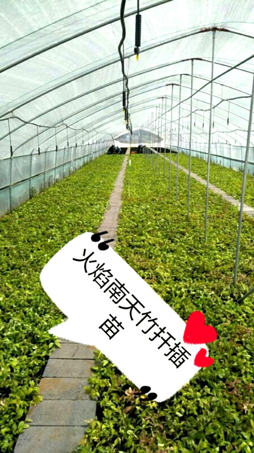 夏日來臨，當(dāng)你吹空調(diào)喊熱的時候，讓我?guī)阋黄鹱哌M(jìn)東楓園林體驗(yàn)一下東楓人高溫下工作不一樣的夏日風(fēng)采