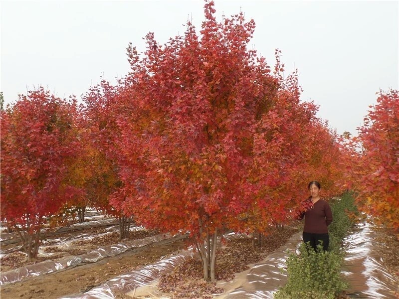彩色苗木之王—美國紅楓，還能紅多久？