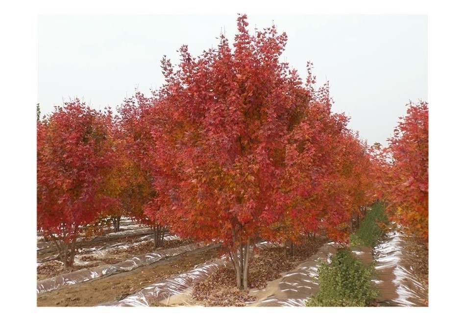 彩色苗木之王—美國紅楓，還能紅多久？