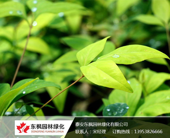 火焰南天竹栽種、澆水、施肥等及擺放環(huán)境