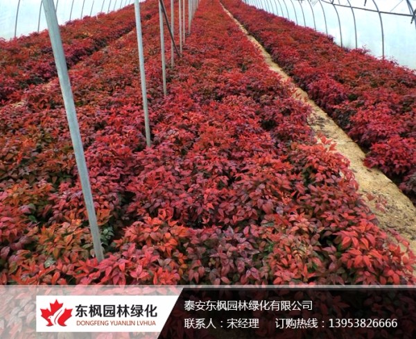 火焰南天竹栽種、澆水、施肥等及擺放環(huán)境