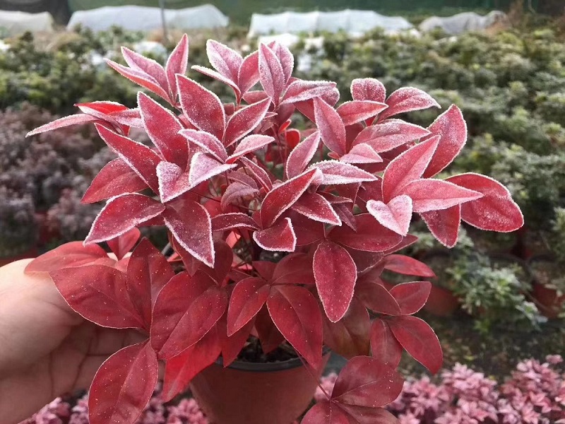 選對種苗，做好產(chǎn)品，才能未來可期！火焰南天竹、叢生紅點紅楓、紫薇花瓶