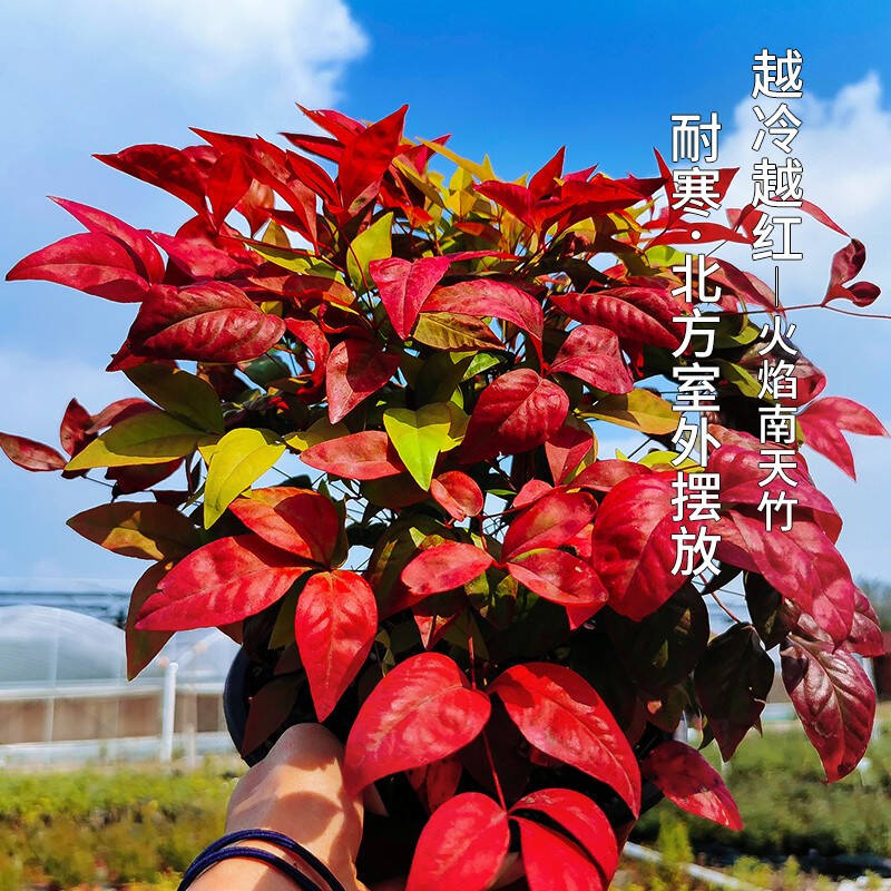 火焰南天竹——在冰冷的冬天，送你暖的色彩！